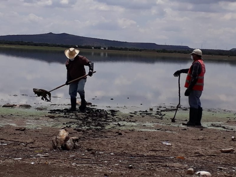 Levantan peces muertos de laguna de La Zacatecana
