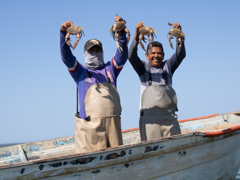 Levantan veda de jaiba; 1,800 pescadores regresan a laborar en Ahome