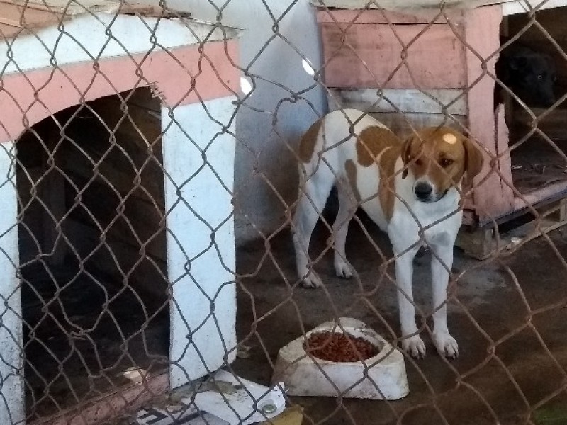 Ley de protección animal, letra muerta en Nayarit