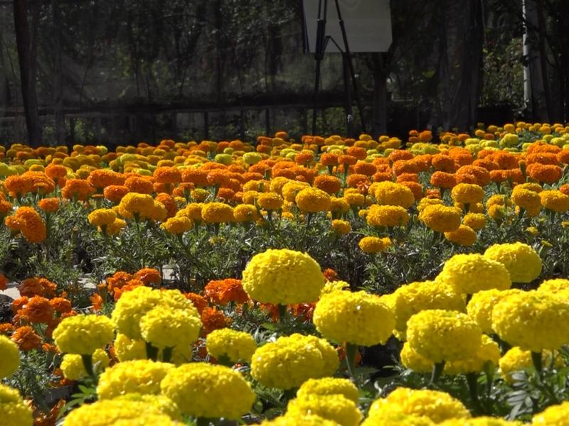 León produce 30 mil flores de cempasúchil para embellecer espacios públicos