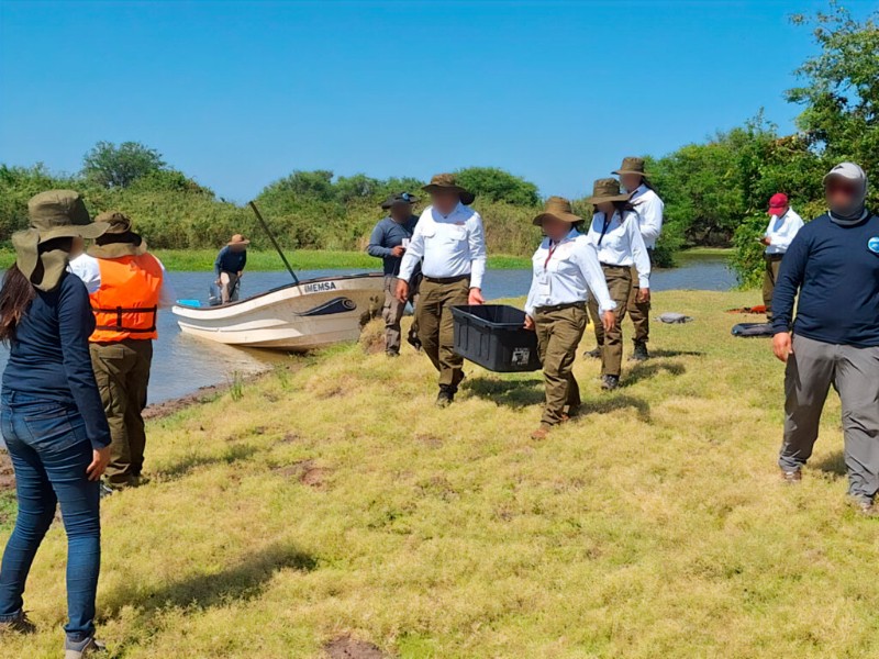 Libera Profepa mil 375 ejemplares de tortuga hicotea en Chiapas