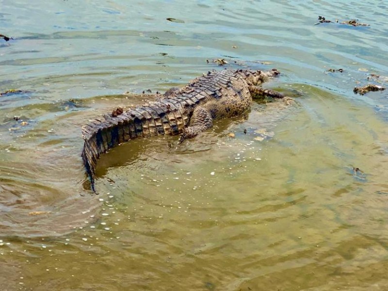 Libera unidad de rescate cocodrilos acutus