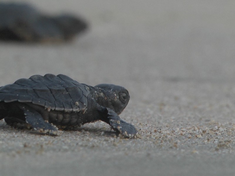 Liberación de tortugas, un espectáculo en Ixtapa-Zihuatanejo