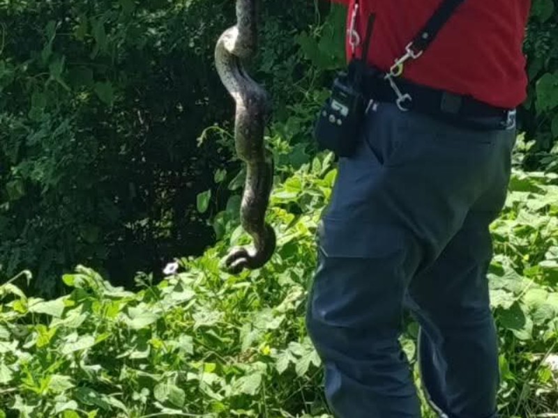 Liberal a culebra que estaba atorada en red de pescar en Manzanillo