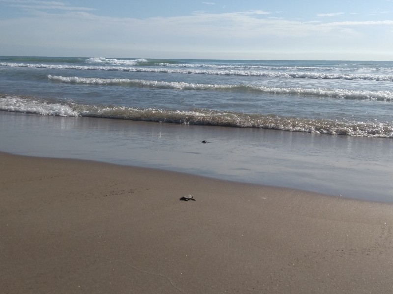 Liberan 120 tortugas lora en playas tuxpeñas