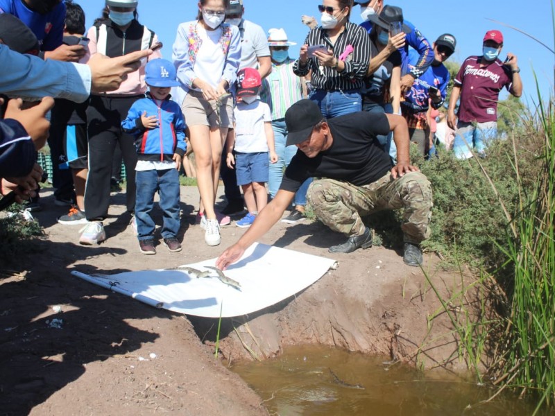 Liberan 280 crías de Cocodrilo en la laguna de Chiricahueto