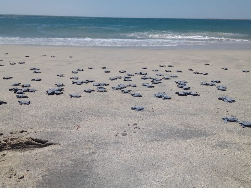 Liberan 600 tortugas golfinas en Salina Cruz
