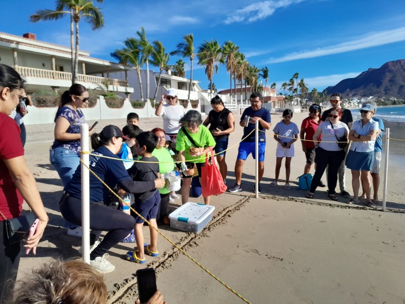 Liberan a 95 tortugas golfinas en Miramar