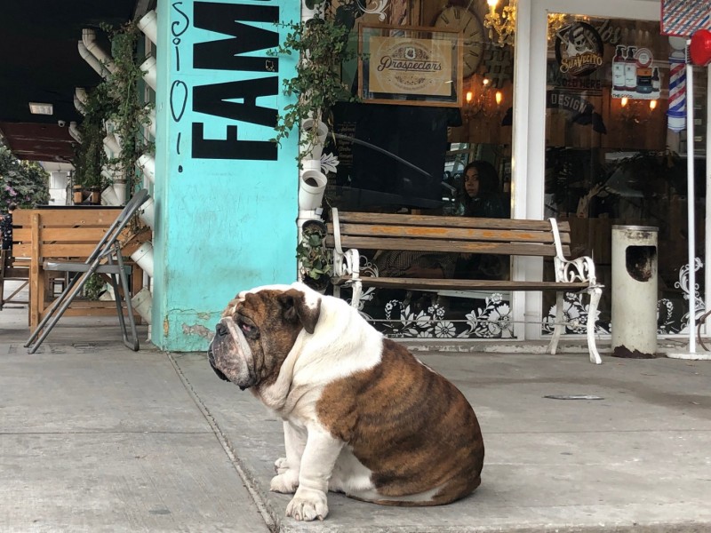 Liberan a joven que robó a bulldog