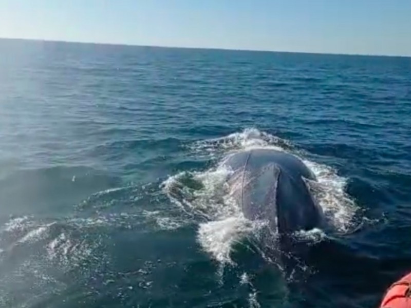 Liberan ballena atrapada en redes de pesca en San Blas