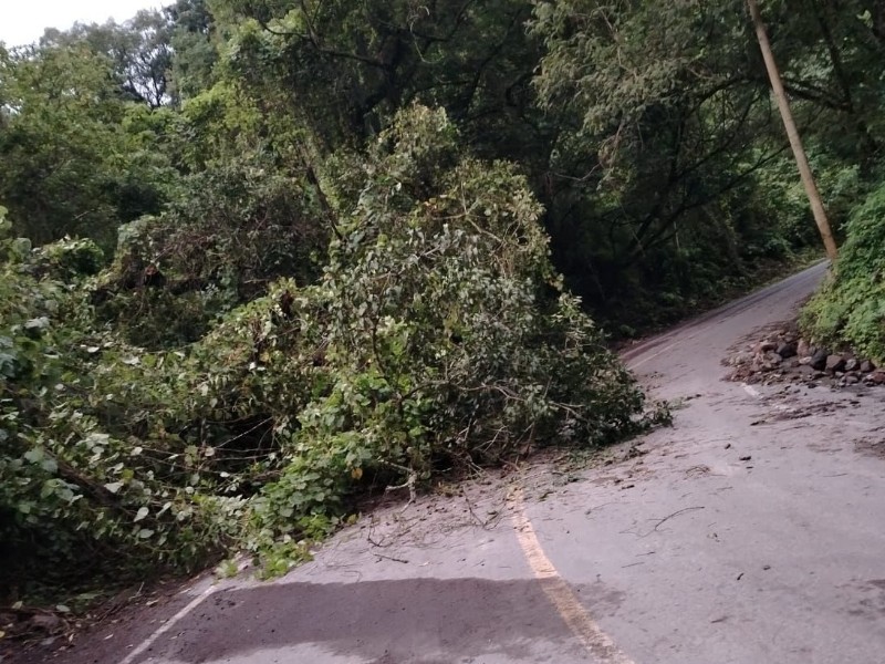 Liberan carretera Comala-Nuevo San Antonio tras caída de árbol