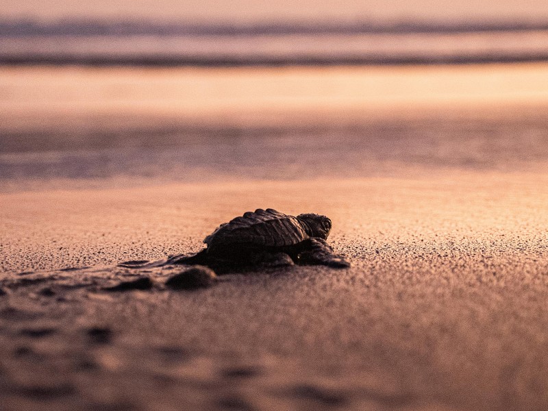 Liberan cientos de crías de tortuga marina en costas del Pacífico mexicano