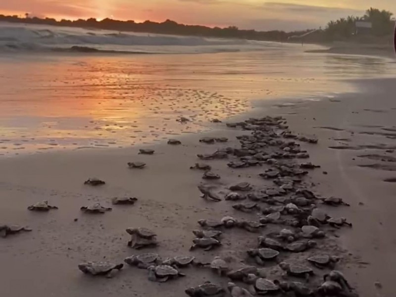 Liberan cientos de tortugas en San Blas