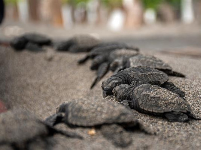 Liberan crías de tortuga marina en costas del Pacífico mexicano