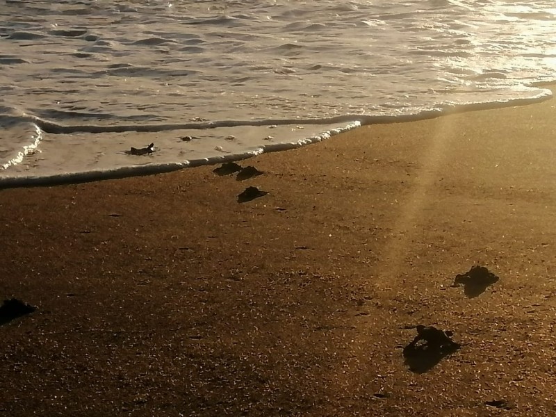 Liberan crías de tortugas marinas en Manzanillo