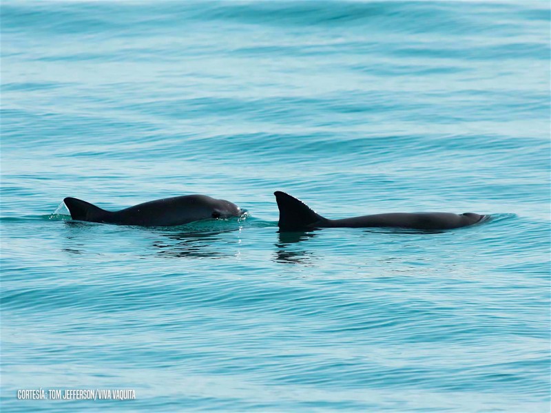 Liberan de redes zona protegida de la vaquita marina