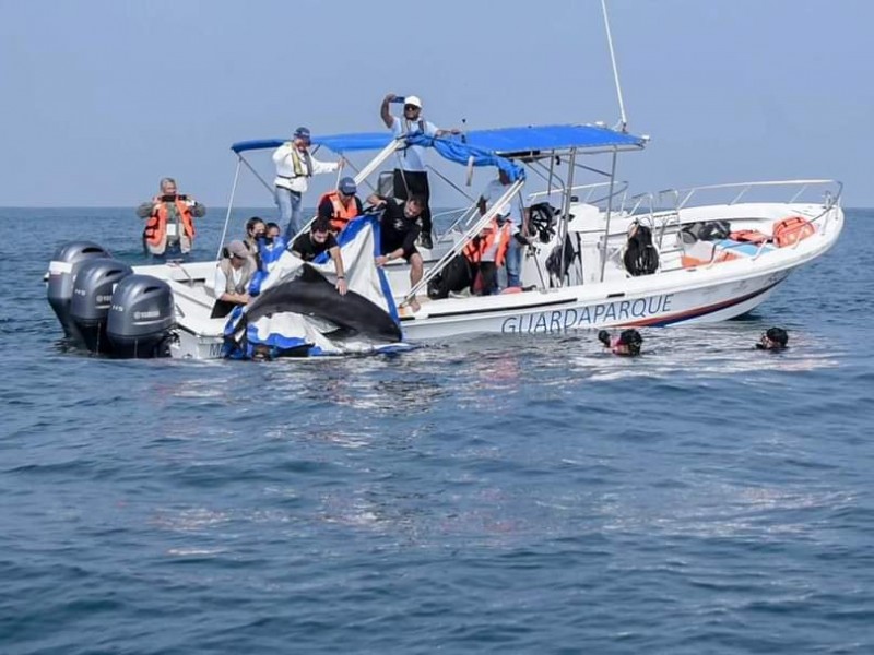 Liberan delfín después de ser rescatado en playas de Alvarado.