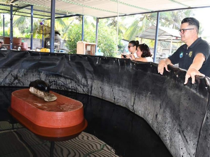 Liberan dos lobos marinos en Tapachula