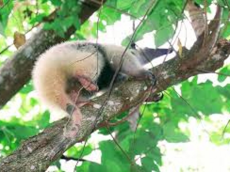 Liberan en Chiapa a oso hormiguero