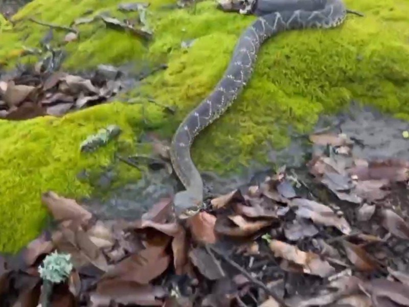 Liberan en el bosque a víbora de cascabel rescatada en Jocotepec