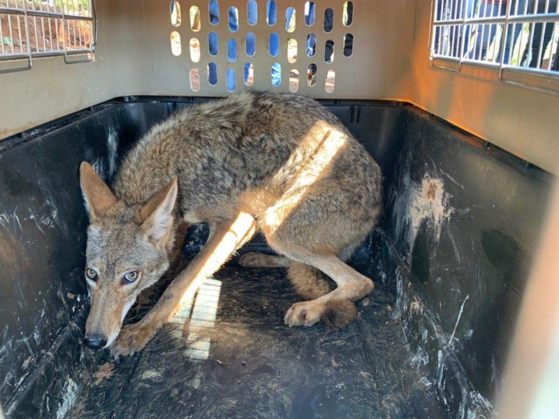 Liberan fauna silvestre en Cerro de la Bolita