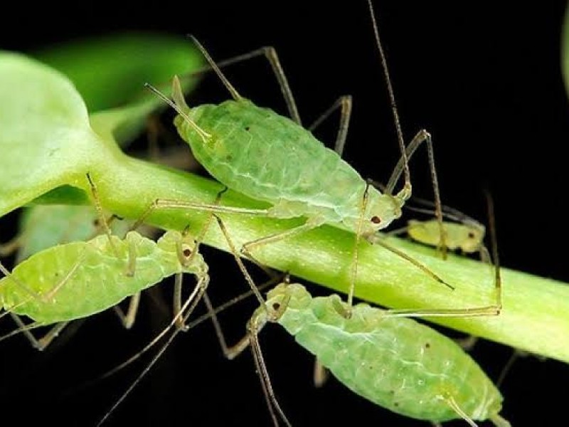 Liberan insectos benéficos para controlar pulgón verde en Zamora