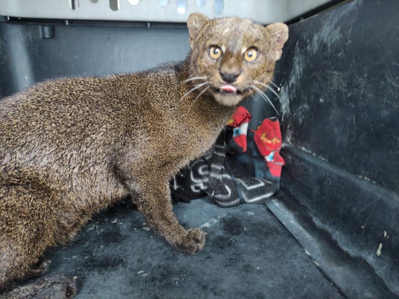 Liberan Jaguarundi rescatado en Alvarado