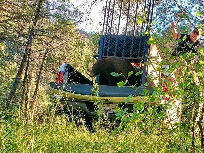 Liberan oso rescatado en Cananea, lo llevan a su hábitat natural