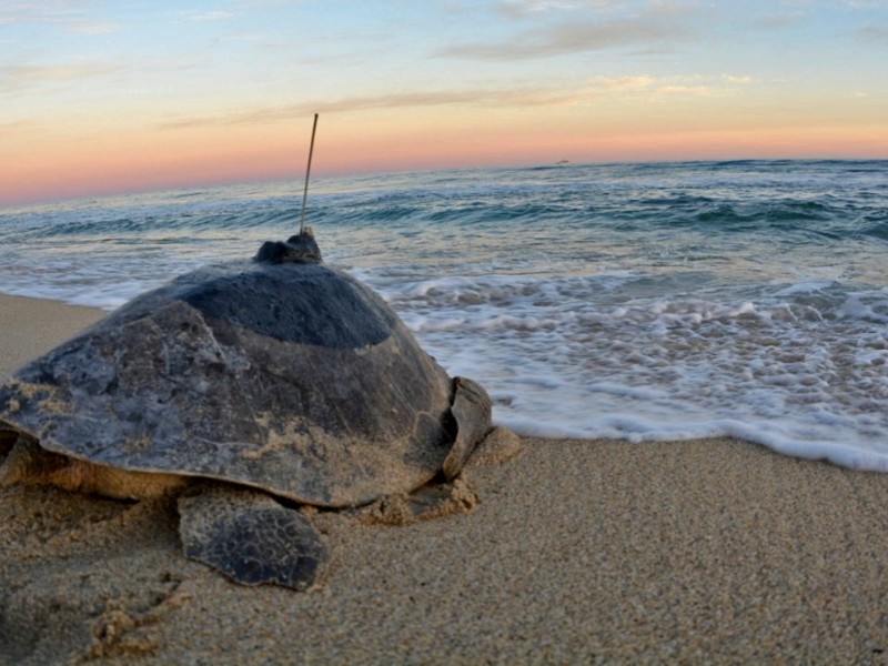 Liberan tortuga con transmisor satelital