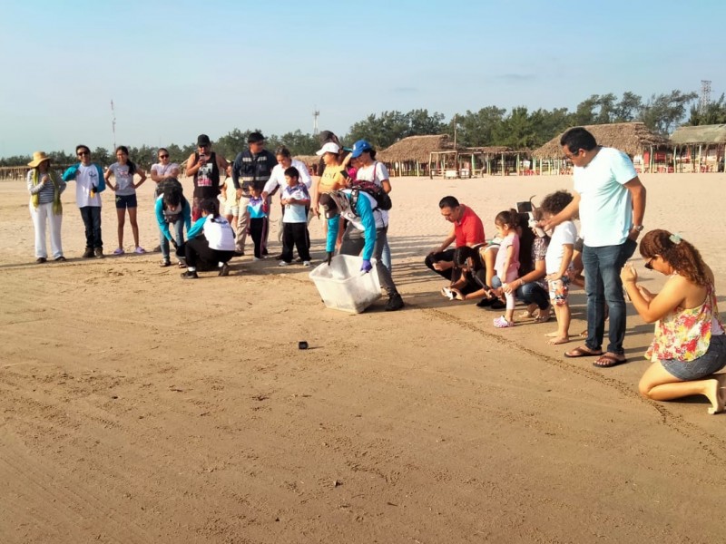 Liberan tortugas en campamento “Las Barras” de Tuxpan