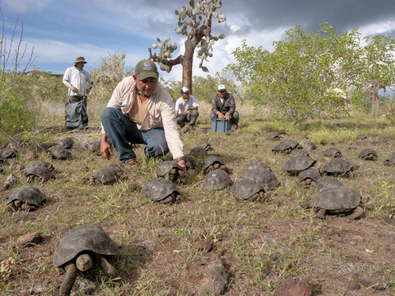 Liberan tortugas protegidas en Galápagos