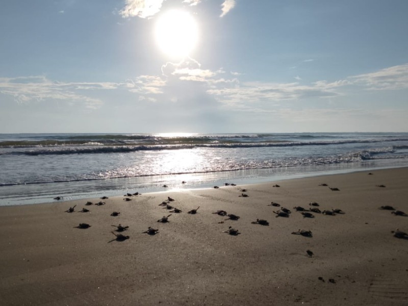 Liberan últimas tortugas de la temporada en Barra Galindo