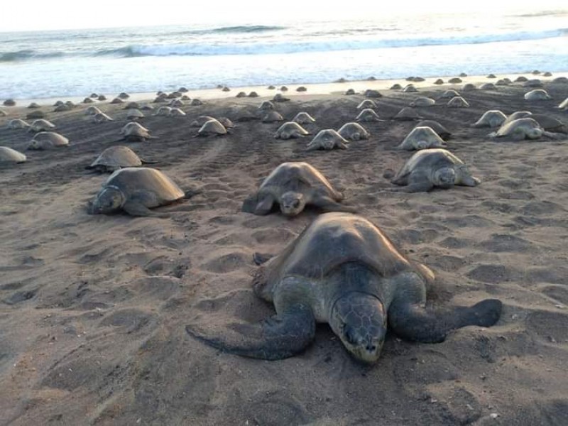 Liberarán esta temporada 2 millones de crías de tortuga marina