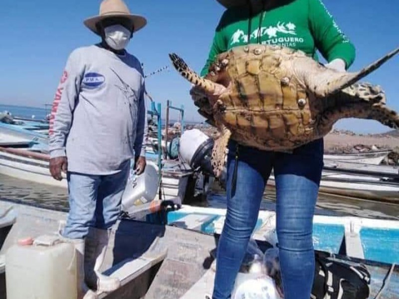 Liberarán tortuga carey que fue rescatada y rehabilitada