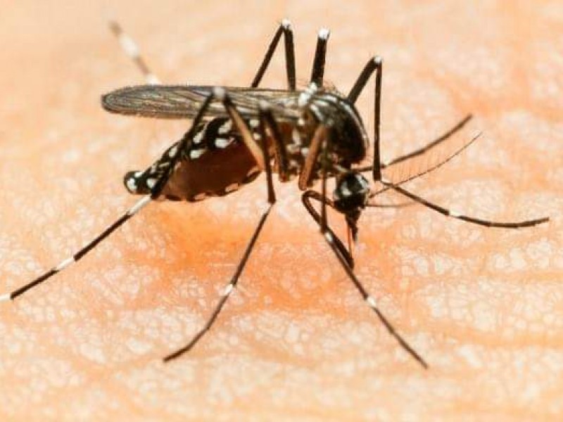 Lidera Guaymas casos de Zika en Sonora