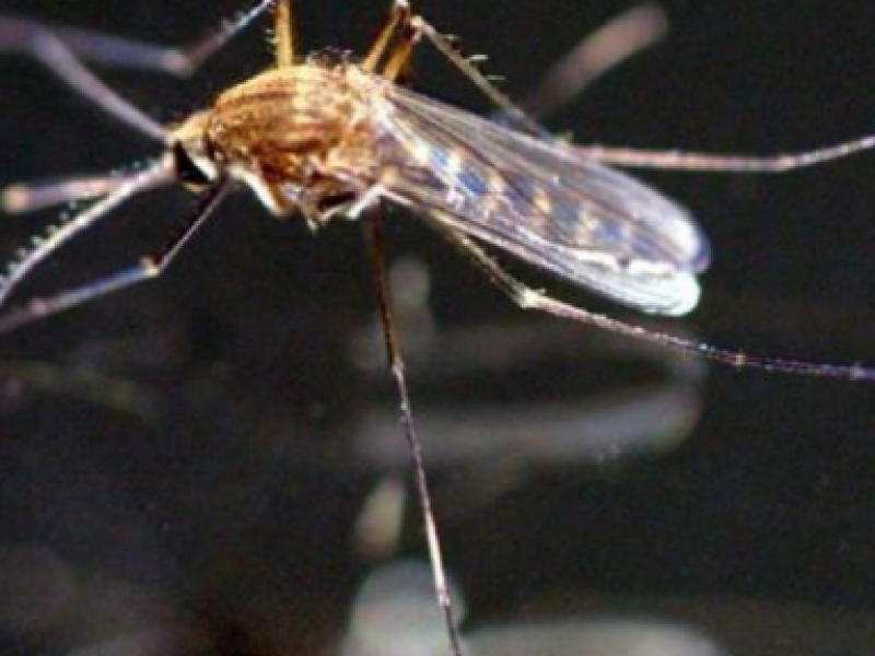 Lidera Jalisco casos de dengue a nivel nacional