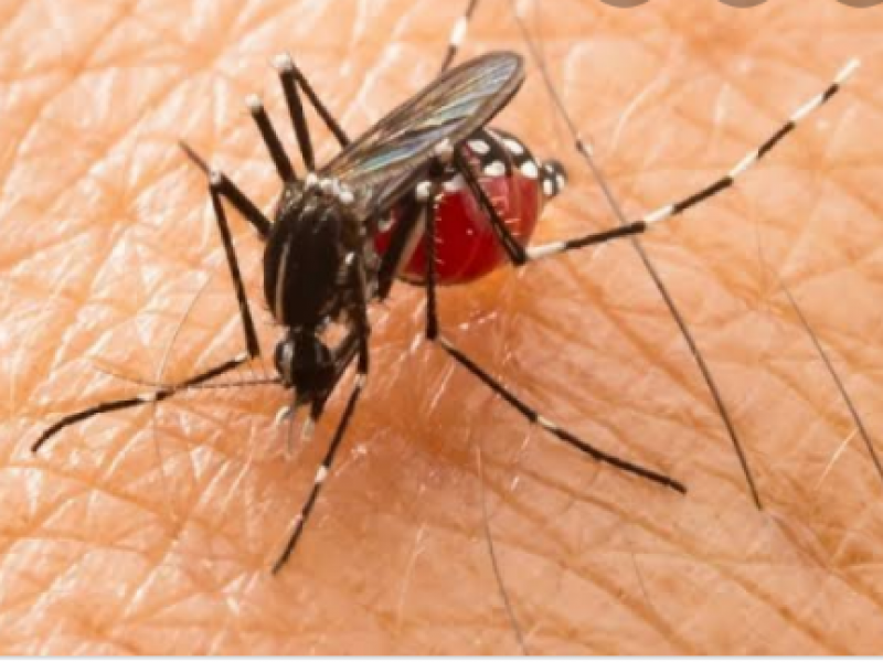 Lidera Jalisco casos probables de dengue en México