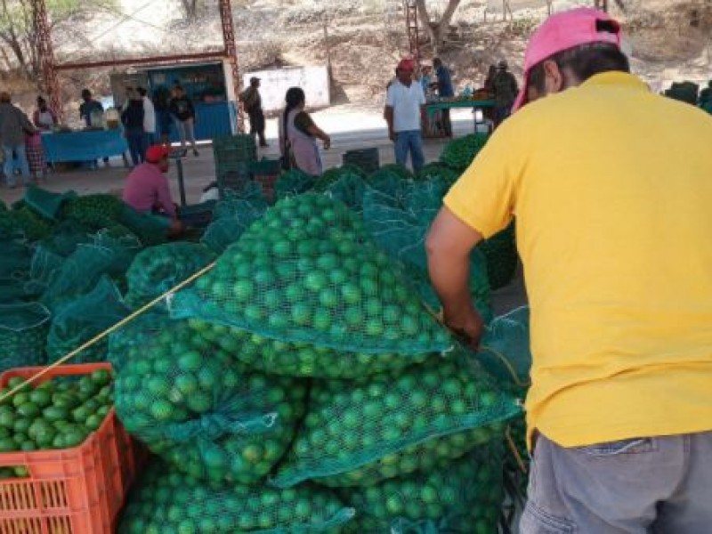 Limón se estabiliza a 18 pesos precio productor
