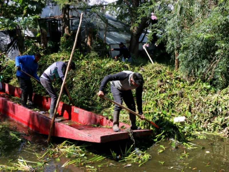 Limpian canales de Xochimilco