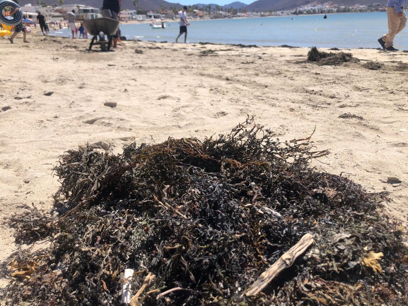 Limpian sargazo en playa Miramar