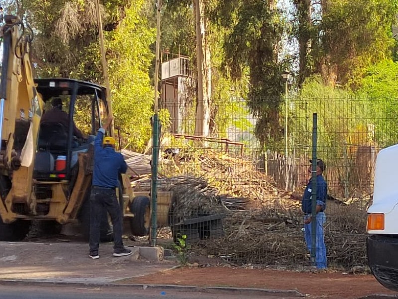 Limpieza en Parque Ostimuri lleva 5 dompes llenos de maleza