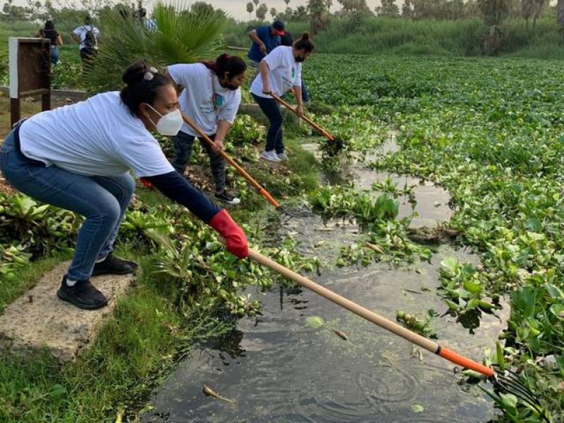 Lirio acuático afecta Estero de San José del Cabo