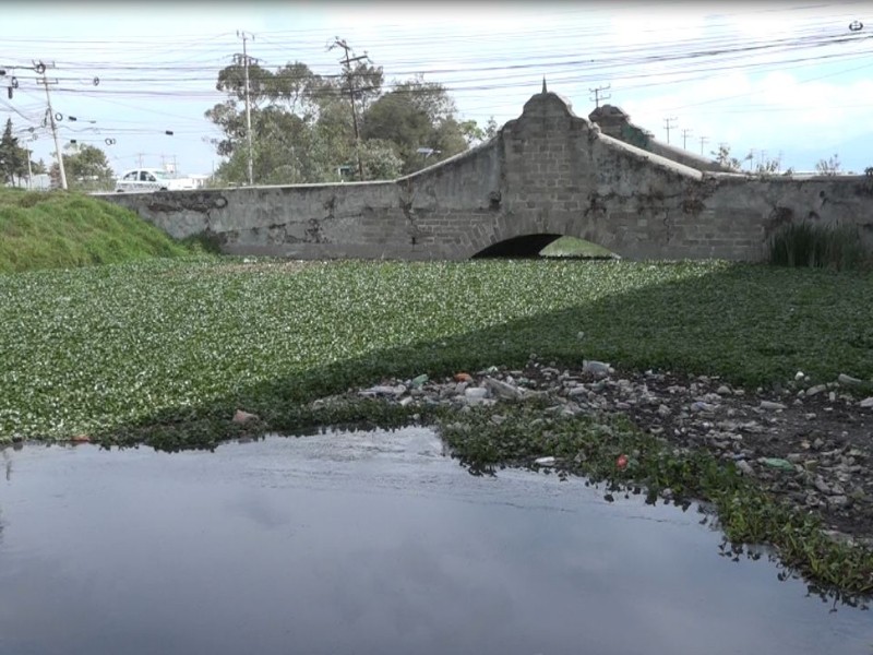 Lirio acuático invade río Lerma, retenedor de basura y moscos