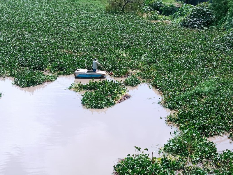 Lirio en el Lerma, de problema a solución a favor del planeta