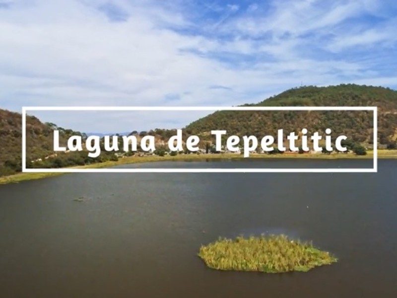 Lirios acuáticos están secando laguna de Tepetiltic