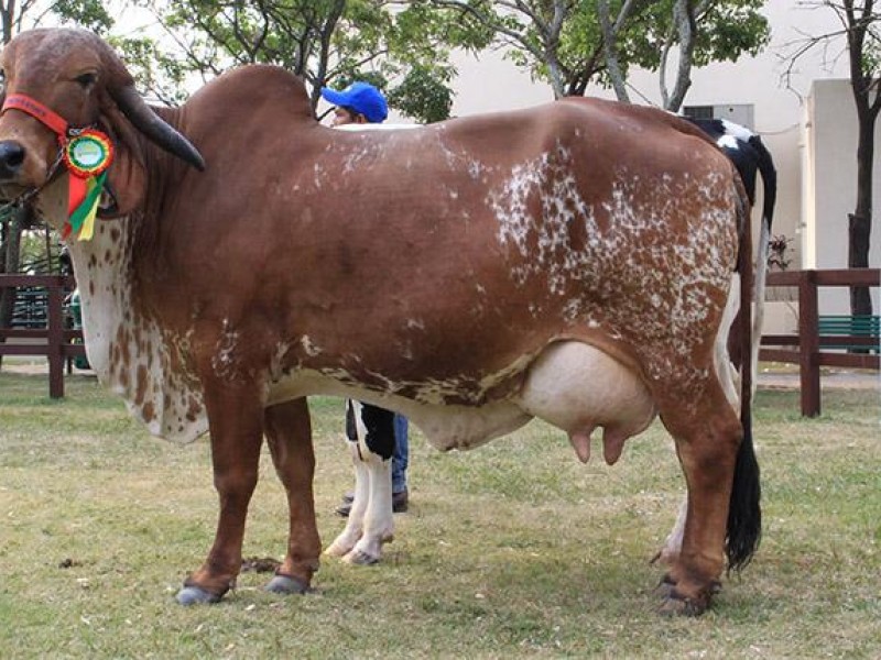 Lista edición XXV del Concurso Estatal de la Vaca Lechera