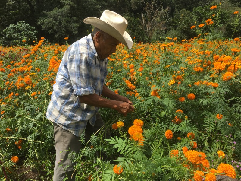 Lista la flor de Cempasúchil de San Pablo