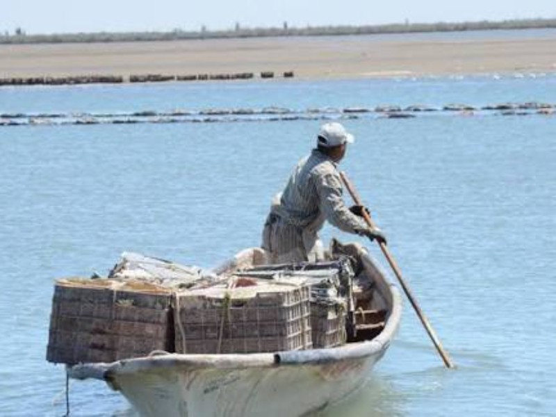 Listo el sector pesquero en Sonora tras levantamiento de veda: Sader