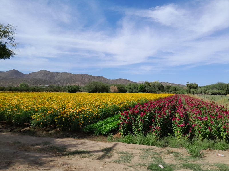 Listos campos de cempoal en Ímuris, Sonora
