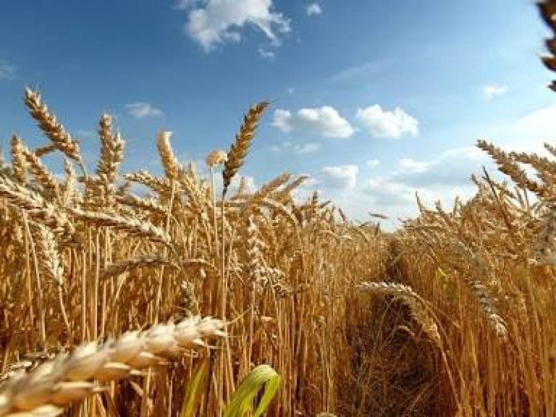 Listos para festejar el Día del Agricultor